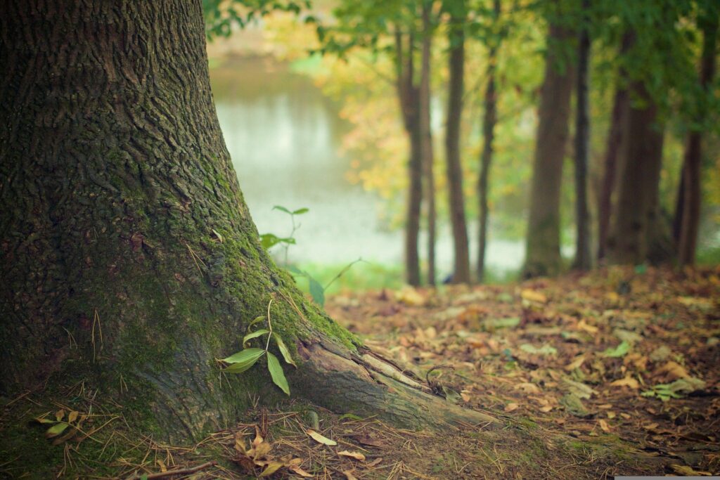 O najstarszych drzewach w Polsce i na świecie